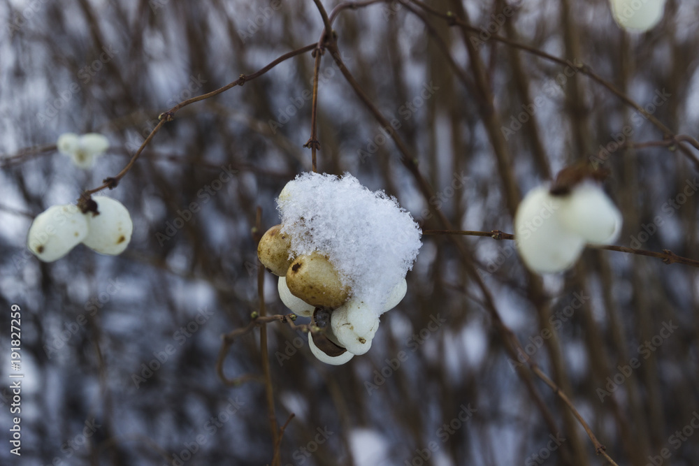 Branch with white berries in the snow. Branch of a bush close-up. The snow lies on the branches. Fresh snow covered white berries in winter landscape. Frosty nature scene in garden park. Branch with white berries in the snow. Branch of a bush close-up. The snow lies on the branches. Fresh snow covered white berries in winter landscape. Frosty nature scene in garden park.