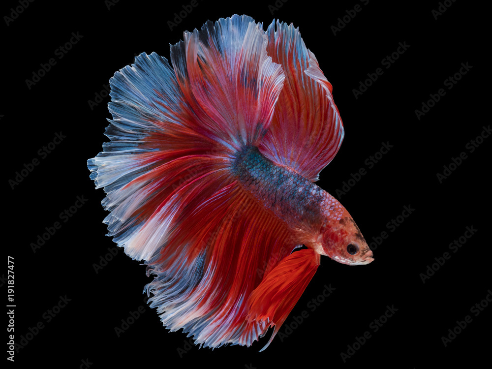 red fighting fish on black background with clipping path red fighting fish on black background with clipping path