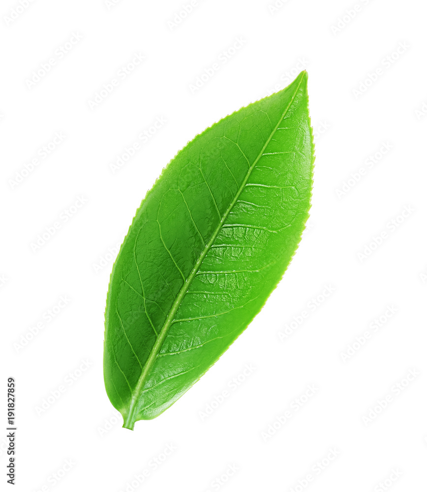 Obraz premium Green Tea leaf isolated on white background, Top view.