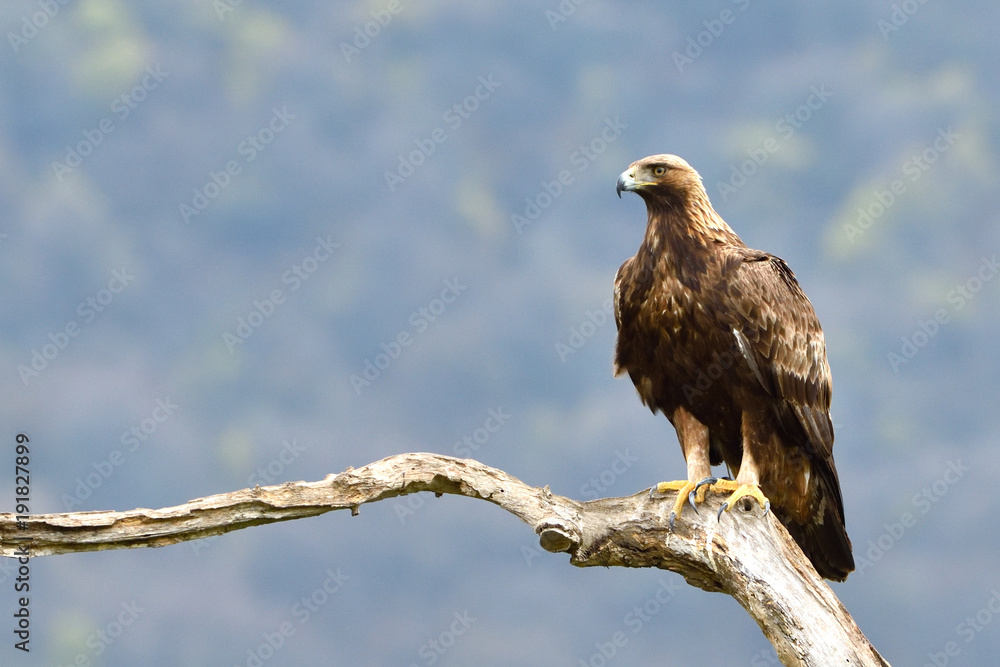 Golden Eagle on a Branch