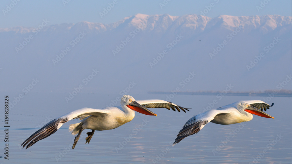 Obraz premium Dalmatian Pelican (Pelecanus crispus)