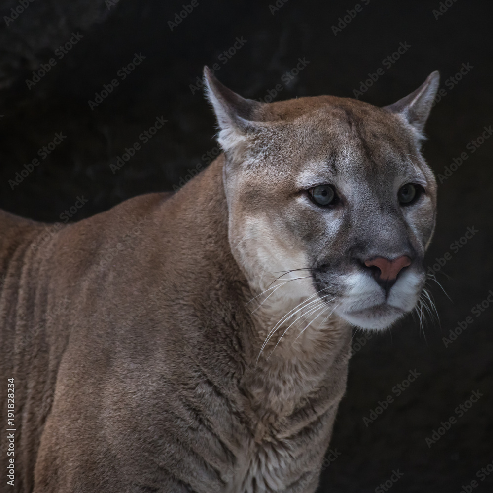 Puma (mountain lion, Cougar) is the fourth largest cat in the world, larger  than only the tiger, lion and Jaguar. Stock Photo | Adobe Stock