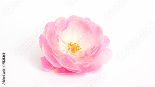 Pink rose flower on a white background.