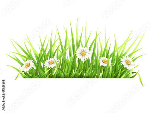 Label with green grass and daisies. White paper banner. Template for spring seasonal card.