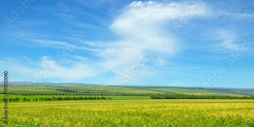 Green field and blue sky with light clouds. Wide photo.