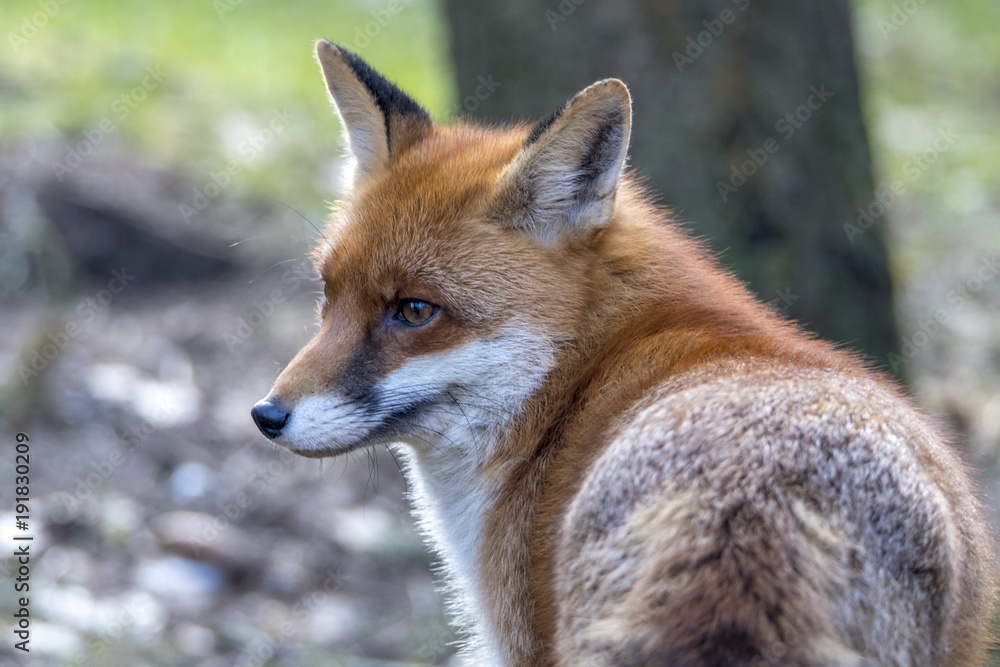 Red Fox in Winter Red Fox in Winter