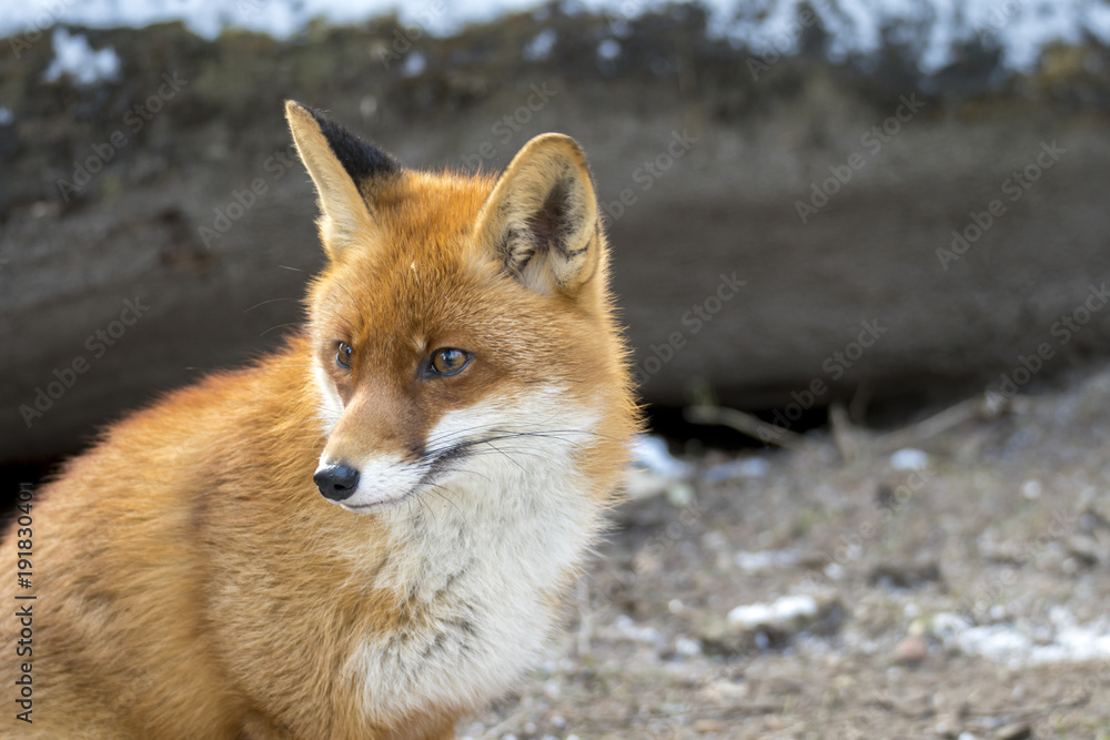 Red Fox in Winter Red Fox in Winter