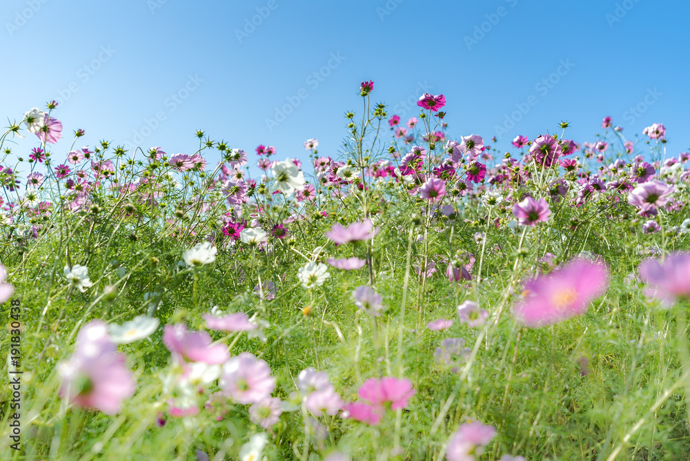 Kochia and cosmos filed Hitachi Ibaraki Japan Kochia and cosmos filed Hitachi Ibaraki Japan