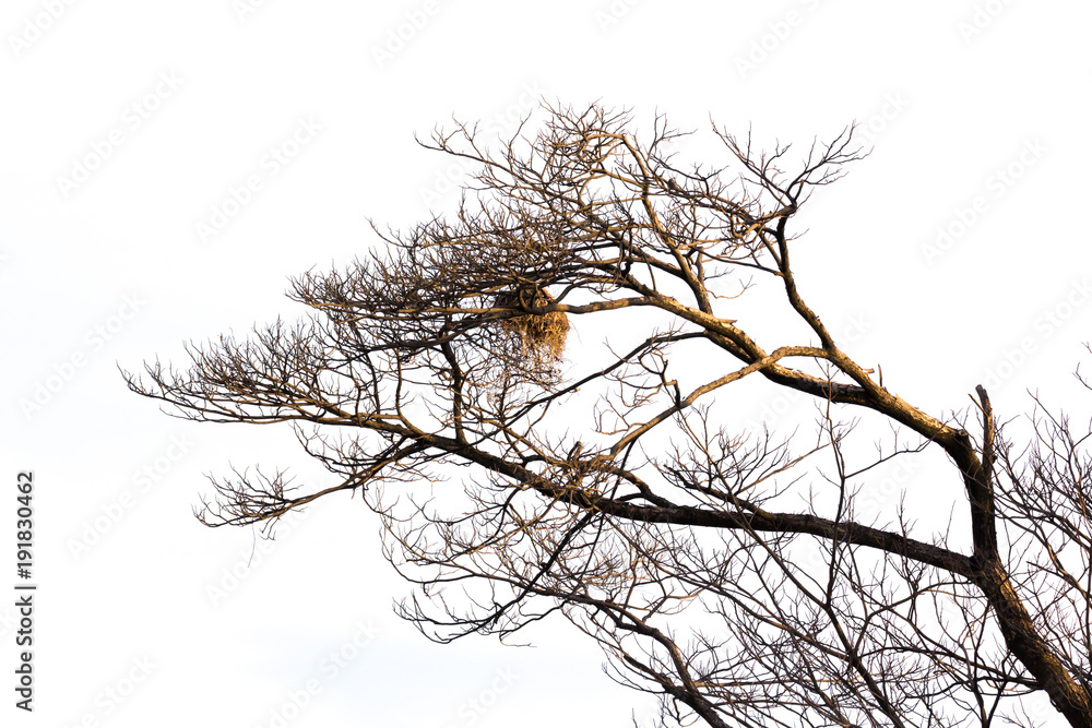leafless tree with bird nest isolated on white background leafless tree with bird nest isolated on white background