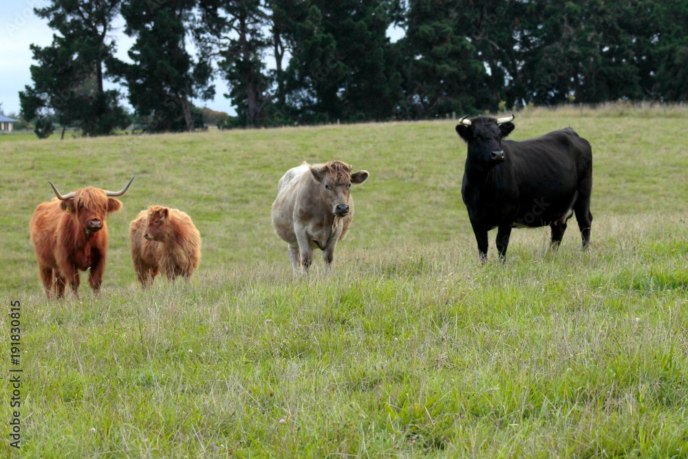 Vaca marrón, blanca y negra en el campo