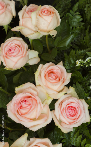Pink weding rose  Jitra species  Flowers for bouquet.