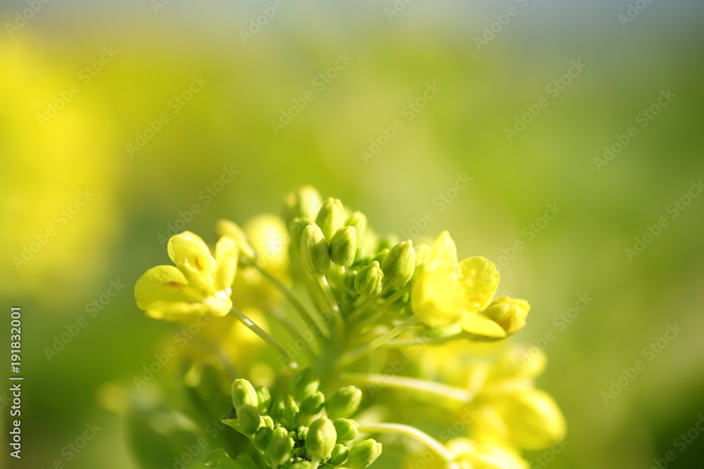 Fototapeta premium Canola flower