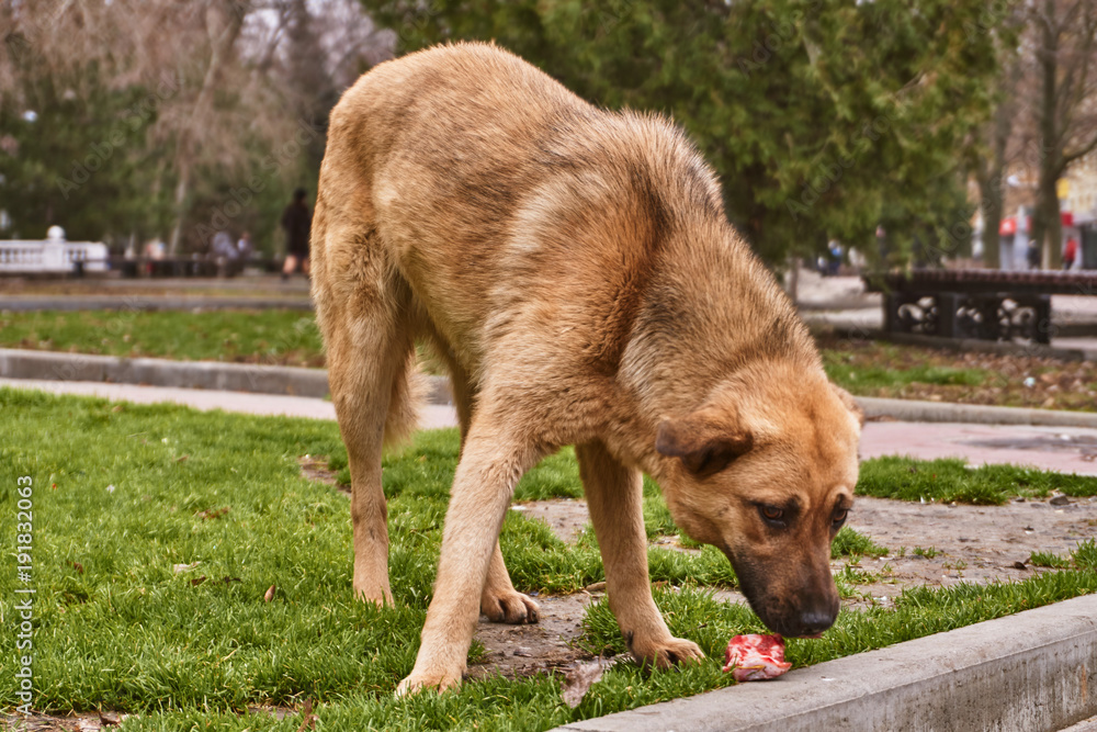 Red big stray dog on the street eating food from kind people Red big stray dog on the street eating food from kind people