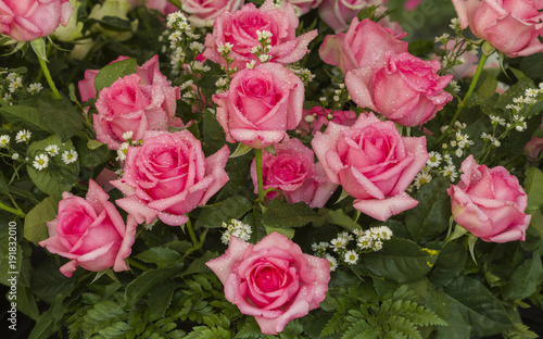 Pink weding rose, Persia species, Flowers for bouquet.