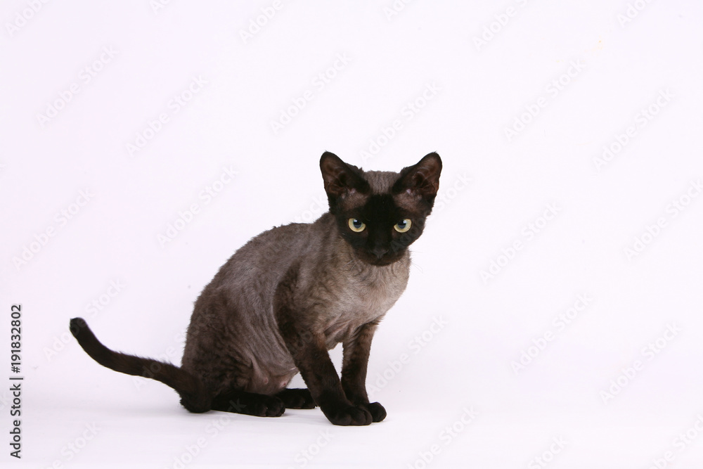cat breed gree little wool eyes big gait graceful predatory look pet different pose white background isolated