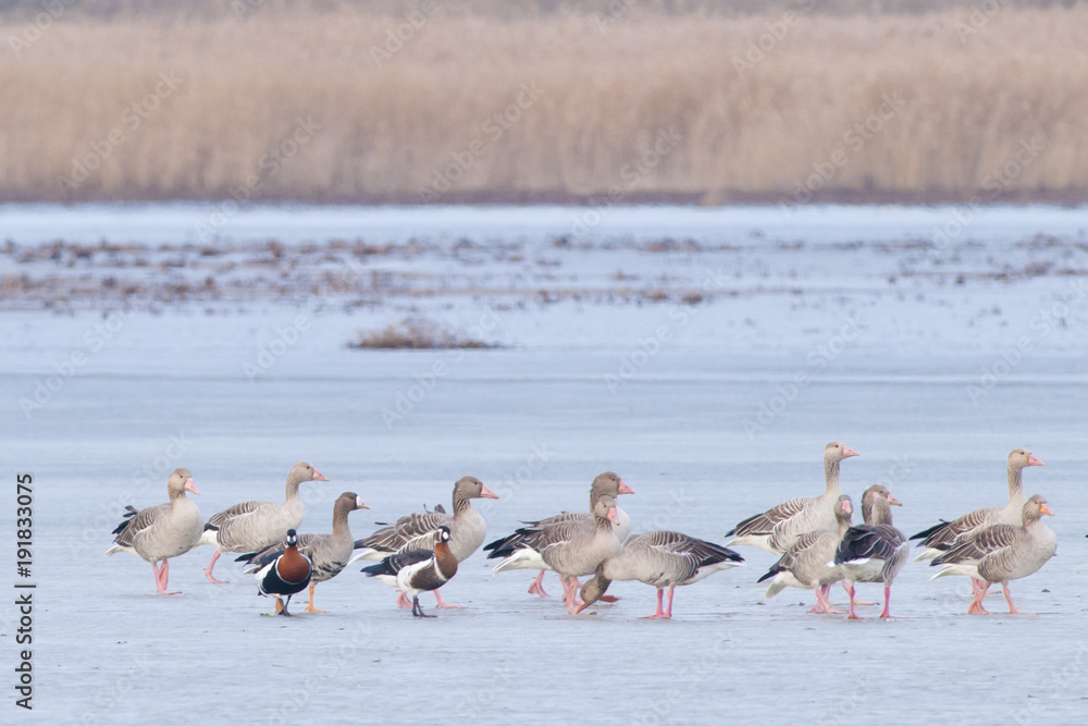 Red Breasted, Greylag and White-fronted Geese in Winter