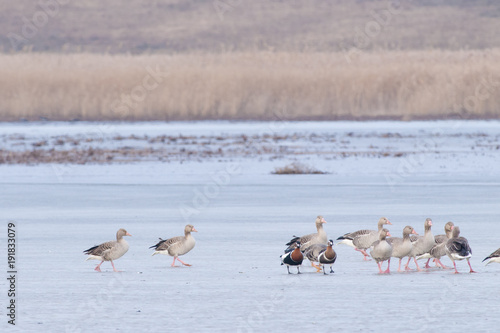 Red Breasted, Greylag and White-fronted Geese in Winter