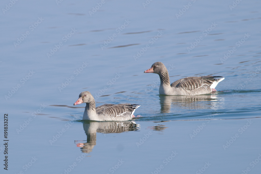 Fototapeta premium Greylag Geese