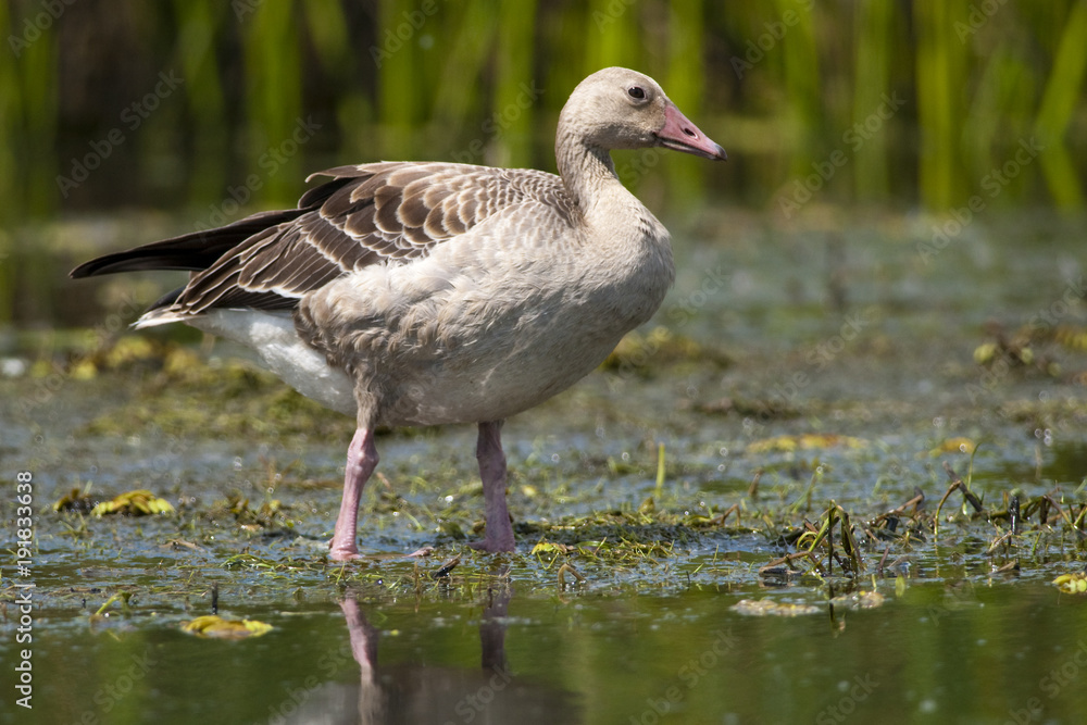 Greylag Goose in Shallow Water Greylag Goose in Shallow Water