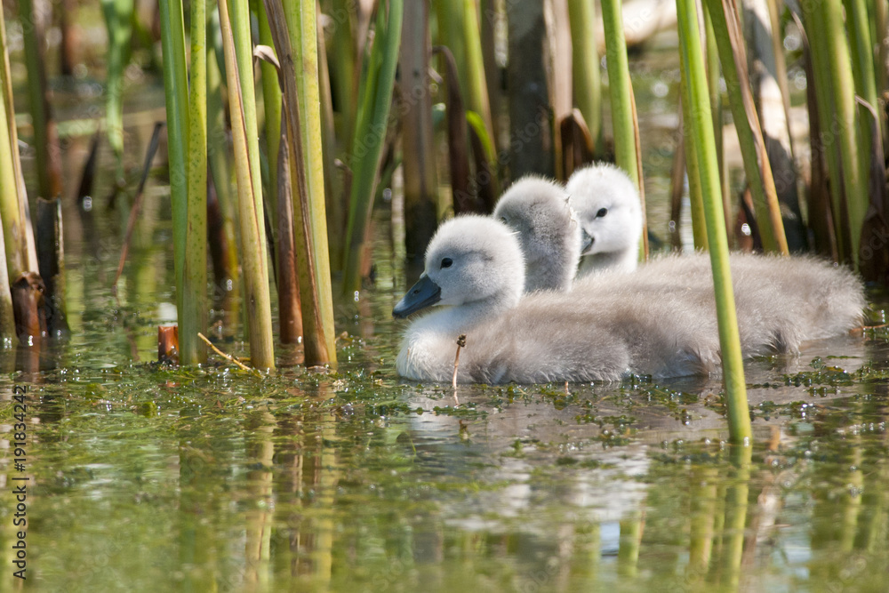 Mute swan chicks
