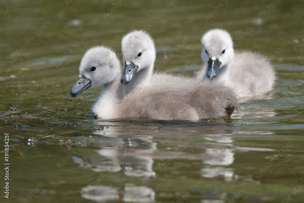 Mute swan chicks