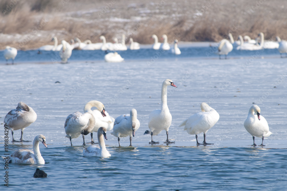 Obraz premium Mute Swans on ice