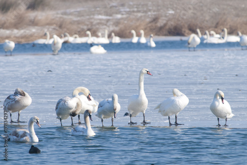 Mute Swans on ice