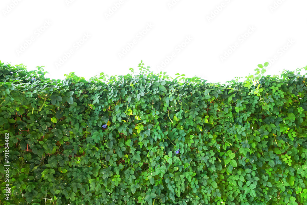plant ivy isolate on white background