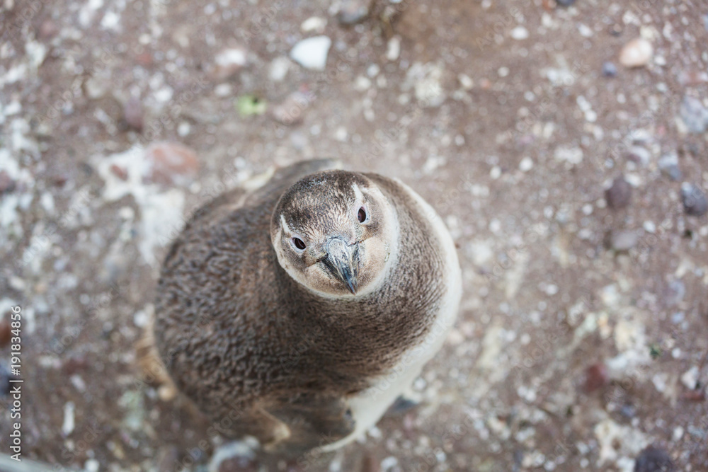 Obraz premium Penguin