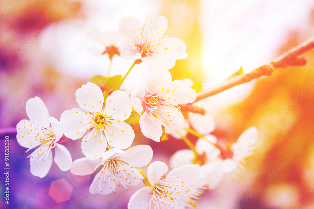 Flowers of blooming tree. Blossom trees in spring time. Modern toned