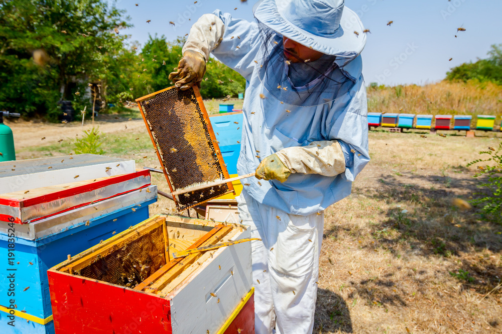 Beekeeper is using bristle to get rid of bees Beekeeper is using bristle to get rid of bees