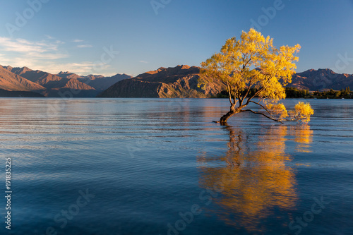 фотографія The Wanaka Tree in summer, at sunrise