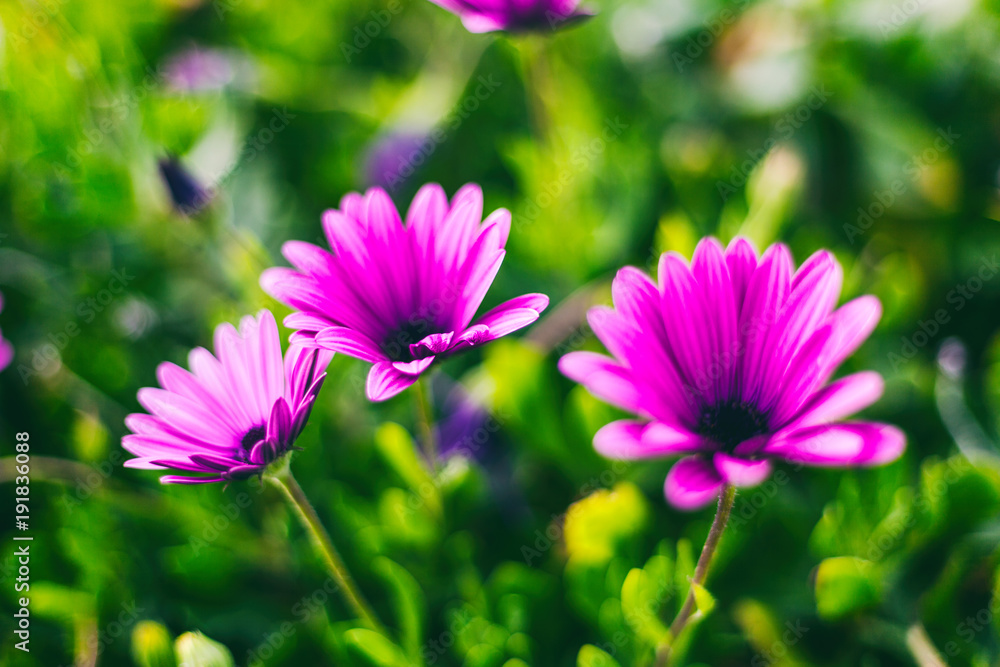 Fototapeta premium Beautiful lilac flowers in soft focus, beautiful floral background and texture with bokeh and blur