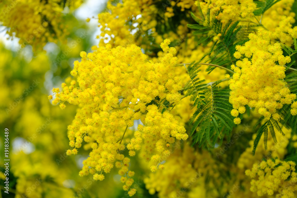 Branche de mimosa en fleurs.