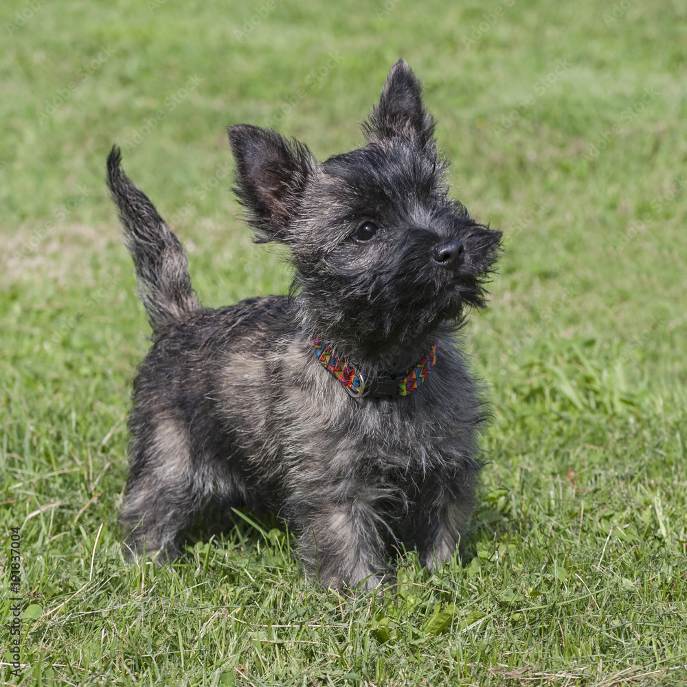 cute brindle cairn terrier puppy posed on a lawn Stock Photo | Adobe Stock