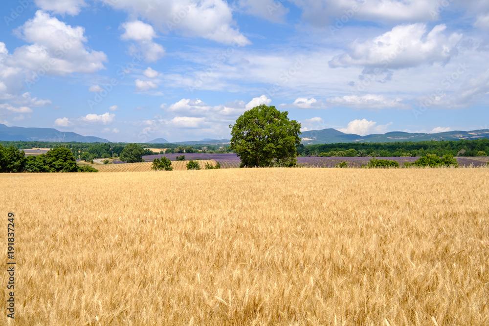 Obraz premium Paysage de Provence en été, champ de blé, et champs de lavande. 