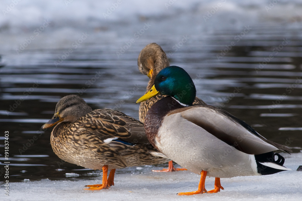 Mallard Ducks on Ice Mallard Ducks on Ice