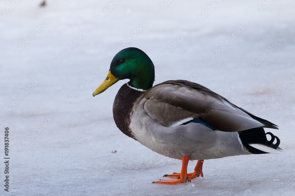 Mallard Duck, male on ice Mallard Duck, male on ice