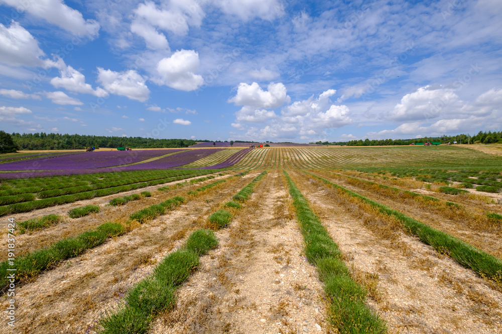 Récolte de lavande. Grand champ de lavande, une prtie déjà coupée. Provence, France. 