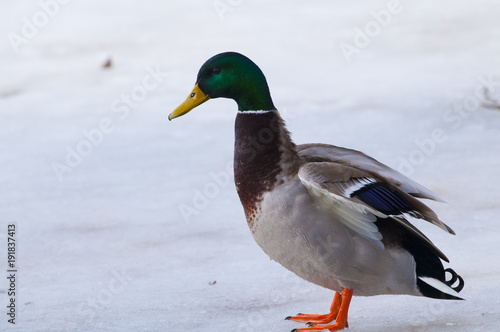 Mallard Duck (male) on ice © Iliuta