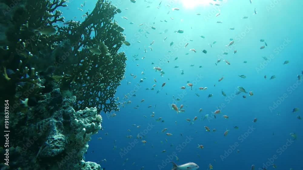 Coral reef, tropical fish. Warm ocean and clear water. Underwater world. Coral reef, tropical fish. Warm ocean and clear water. Underwater world.
