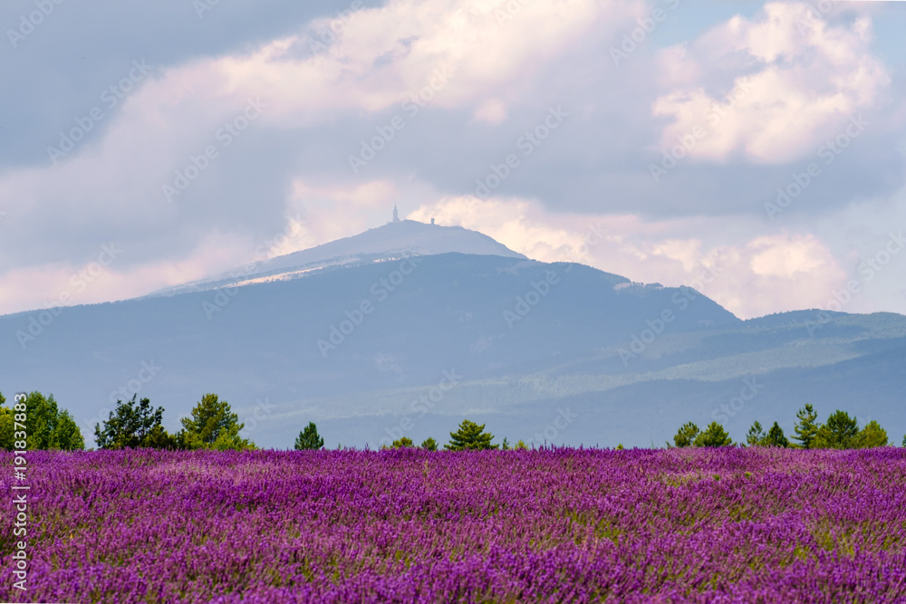 Champ de lavande, Mont Ventoux, Provence, France.