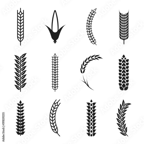 Vector wheat ears icons. Oat and wheat grains. Corn icon