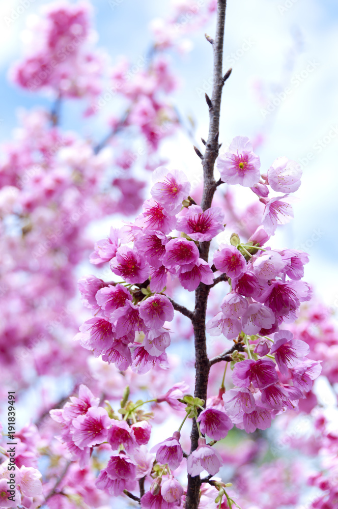 寒緋桜 寒緋桜