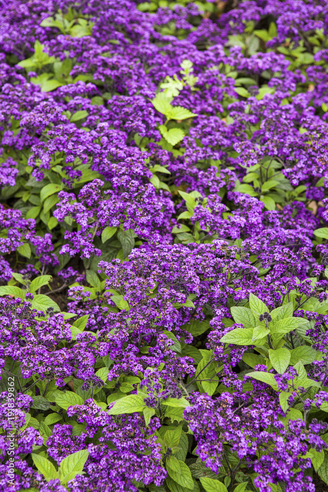 Heliotropium turnsole is a genus of flowering plants in the borage family, Boraginaceae. Heliotropium turnsole is a genus of flowering plants in the borage family, Boraginaceae.