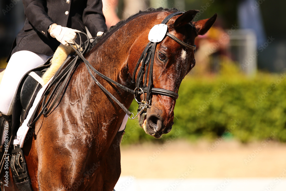 Fototapeta premium Horse in close-up in the dressage competition at the tournament course..