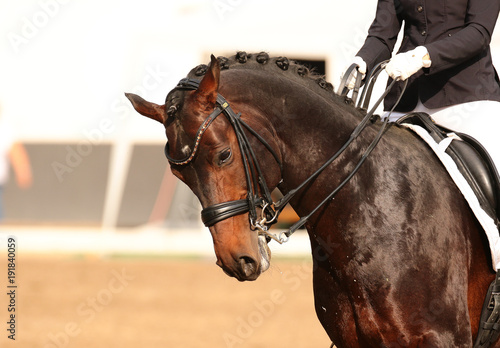 Horse in close-up in the dressage competition at the tournament course..