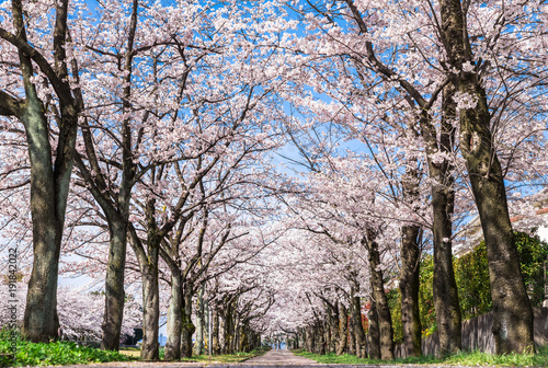 満開の桜並木 © oben901