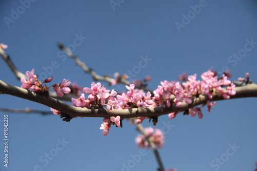 kwitnąca gałązka judaszowca wiosną w drobnych różowych kwiatach