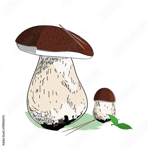 Cep hand drawn vector illustration. Mushrooms in forest.